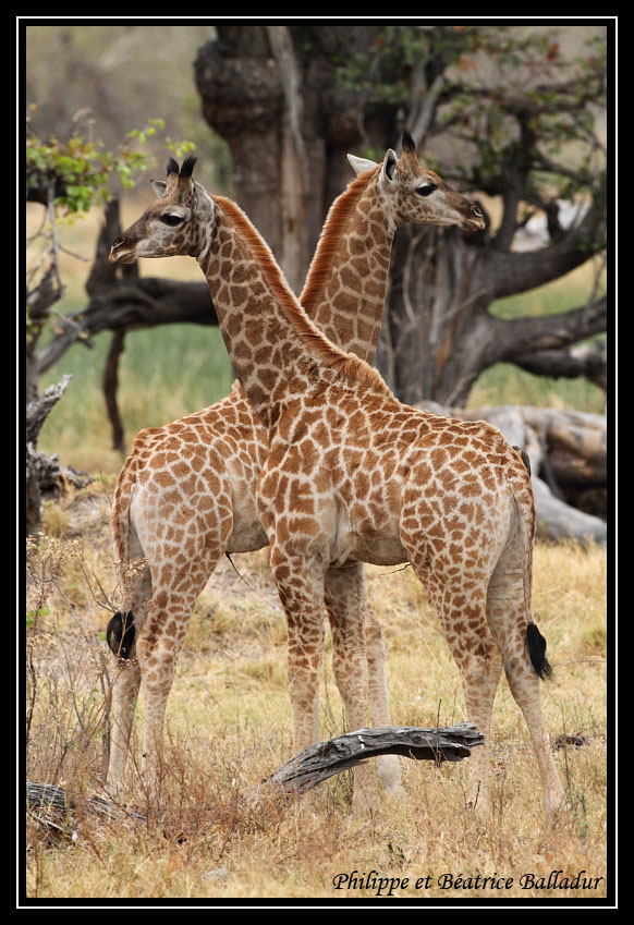 Vincent Munier, photographe Girafe_08-57023ca